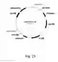 Fig. 14 - Methods for producing polypeptides in enzyme-deficient mutants of 