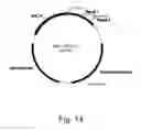 Fig. 15 - Methods for producing polypeptides in enzyme-deficient mutants of 