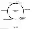Fig. 16 - Methods for producing polypeptides in enzyme-deficient mutants of 