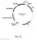 Fig. 17 - Methods for producing polypeptides in enzyme-deficient mutants of 