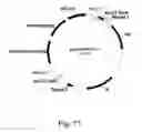 Fig. 18 - Methods for producing polypeptides in enzyme-deficient mutants of 