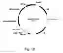 Fig. 19 - Methods for producing polypeptides in enzyme-deficient mutants of 
