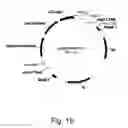 Fig. 20 - Methods for producing polypeptides in enzyme-deficient mutants of 