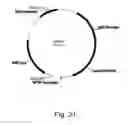 Fig. 22 - Methods for producing polypeptides in enzyme-deficient mutants of 