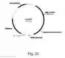 Fig. 23 - Methods for producing polypeptides in enzyme-deficient mutants of 