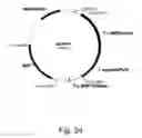 Fig. 25 - Methods for producing polypeptides in enzyme-deficient mutants of 