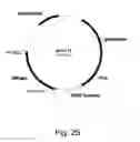 Fig. 26 - Methods for producing polypeptides in enzyme-deficient mutants of 