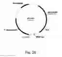 Fig. 27 - Methods for producing polypeptides in enzyme-deficient mutants of 