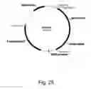 Fig. 29 - Methods for producing polypeptides in enzyme-deficient mutants of 