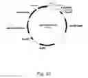 Fig. 32 - Methods for producing polypeptides in enzyme-deficient mutants of 