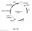 Fig. 33 - Methods for producing polypeptides in enzyme-deficient mutants of 