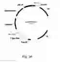 Fig. 35 - Methods for producing polypeptides in enzyme-deficient mutants of 