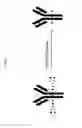 Fig. 04 - Methods for producing recombinant glycoproteins with modified glycosylation