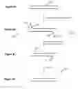 Fig. 04 - Compositions and methods for selection of nucleic acids