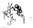 Fig. 30 - Protected dye-labeled reagents