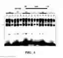Fig. 08 - Methods and assays relating to Huntingtons disease and Parkinson's disease