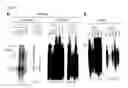 Fig. 02 - Compositions and methods for identifying agents to reduce hepatitis B virus covalently closed circular DNA