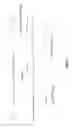 Fig. 02 - Detection of West Nile virus nucleic acids in the viral 3′ non-coding region