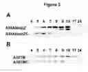 Fig. 07 - Protease-deficient bacillus anthracis