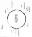 Fig. 10 - Protease-deficient bacillus anthracis