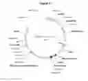 Fig. 12 - Protease-deficient bacillus anthracis