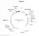 Fig. 13 - Protease-deficient bacillus anthracis