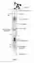 Fig. 02 - BACKFLUSH VALVE