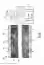 Fig. 04 - BIOMIMETIC LIQUID PARTICLES, METHOD AND DEVICE FOR FLOW CYTOMETER MEASUREMENT
