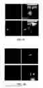 Fig. 04 - IMAGE ANALYSIS AND MEASUREMENT OF BIOLOGICAL SAMPLES