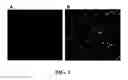 Fig. 08 - IMAGE ANALYSIS AND MEASUREMENT OF BIOLOGICAL SAMPLES
