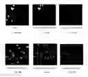 Fig. 20 - IMAGE ANALYSIS AND MEASUREMENT OF BIOLOGICAL SAMPLES