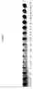 Fig. 06 - Hydrogel, preparation method thereof, and pH sensor comprising the same