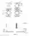 Fig. 04 - Apparatus for detection of biomolecules and its fabrication