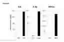 Fig. 05 - STING AGONISTS AND METHODS OF SELECTING STING AGONISTS