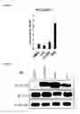 Fig. 08 - STING AGONISTS AND METHODS OF SELECTING STING AGONISTS