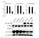 Fig. 09 - STING AGONISTS AND METHODS OF SELECTING STING AGONISTS