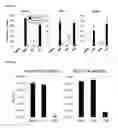 Fig. 12 - STING AGONISTS AND METHODS OF SELECTING STING AGONISTS
