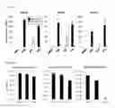 Fig. 14 - STING AGONISTS AND METHODS OF SELECTING STING AGONISTS