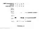 Fig. 09 - Peptide tag system that spontaneously form an irreversible link to protein partners via isopeptide bonds