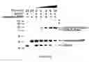 Fig. 12 - Peptide tag system that spontaneously form an irreversible link to protein partners via isopeptide bonds