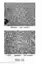 Fig. 11 - COMPOSITIONS, KITS AND METHODS FOR IN VITRO ANTIGEN PRESENTATION, ASSESSING VACCINE EFFICACY, AND ASSESSING IMMUNOTOXICITY OF BIOLOGICS AND DRUGS