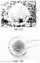 Fig. 21 - Functionalized graphene oxide system for detecting rare cells