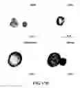 Fig. 32 - Functionalized graphene oxide system for detecting rare cells