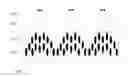 Fig. 01 - Liquid crystal display device and liquid crystal display module thereof