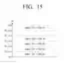 Fig. 16 - Image forming apparatus and fuser driving control method