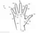 Fig. 01 - Determination of hand dimensions for hand and gesture recognition with a computing interface