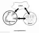 Fig. 01 - Local user authentication with neuro and neuro-mechanical fingerprints