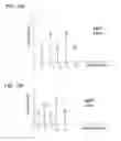 Fig. 23 - Local user authentication with neuro and neuro-mechanical fingerprints