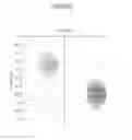Fig. 08 - DETECTION OF CODED LIGHT