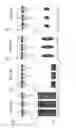 Fig. 15 - VISUALLY CUED LABELING